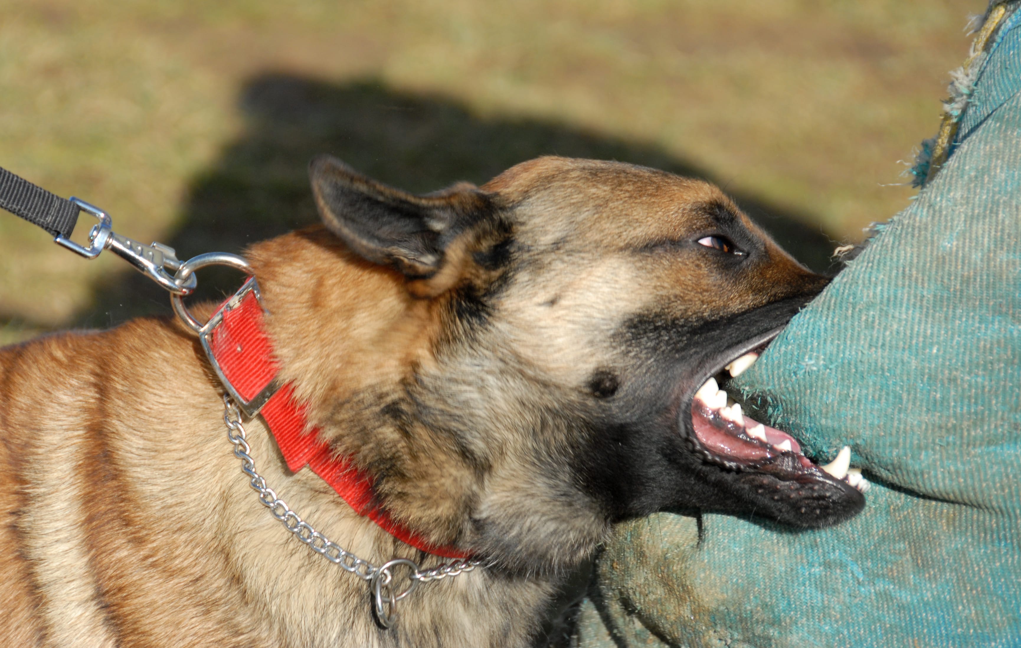 Grewer Law Group - Personal Injury - Dog Bite Grewer Law Group - Personal Injury - Dog Bite