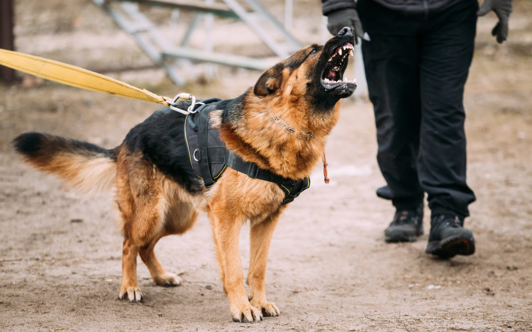 Aggressive Dogs: Staying Safe in Your Neighborhood