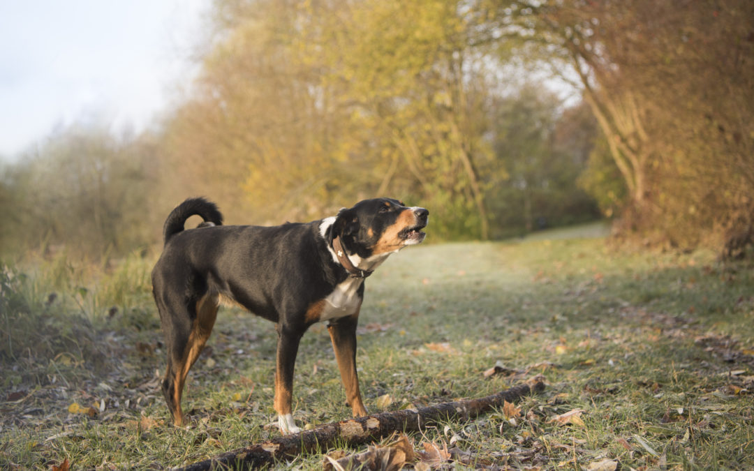 Steps to Take After a Dog Bite